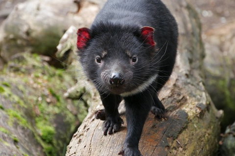 1-Hour Tasmanian Devil Feeding Day Tour At Cradle Mountain - Surfers Gold Coast 4