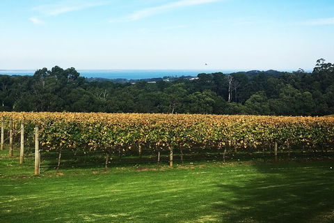 Yarra Valley Wine Tour Inc Lunch With A Glass Of Wine, Tastings And Chocolate - Surfers Gold Coast 2