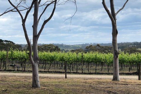 Yarra Valley Wine Tour Inc Lunch With A Glass Of Wine, Tastings And Chocolate - Surfers Gold Coast 3