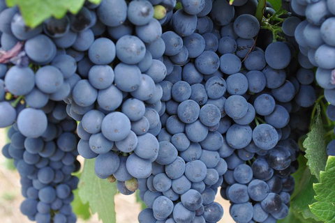 Barossa Valley Cellar Doors Luxury Wine Tour - Surfers Gold Coast 4