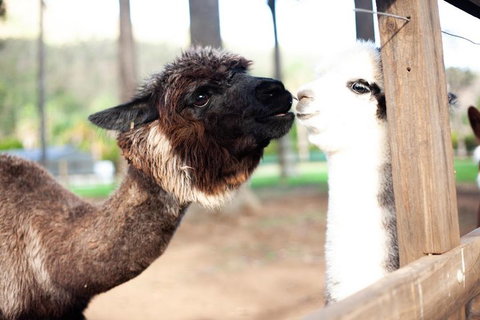 O'Reilly's & Lamington National Park Incl. Alpaca Farm + Vineyard - Surfers Gold Coast 4