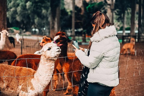 O'Reilly's & Lamington National Park Incl. Alpaca Farm + Vineyard - Surfers Gold Coast 5