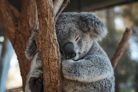 Sydney Taronga Zoo General Entry Ticket - Surfers Gold Coast 3