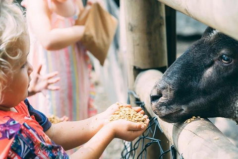 Tropical Fruit World With Wildlife Boat Cruise From Gold Coast - Surfers Gold Coast 5