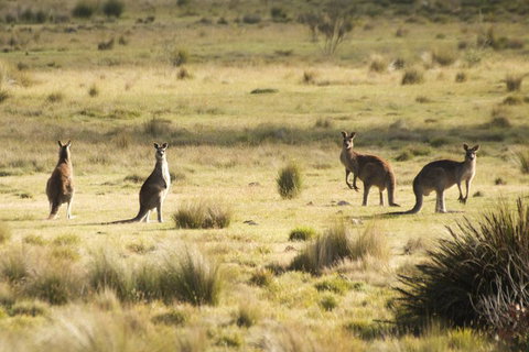 From The Mountains To The Bay - 4 Day Rediscovery Small Group Tour - Surfers Gold Coast 4
