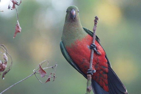 Inside The Greater Blue Mountains World Heritage - A Wildlife Safari Overnight - Surfers Gold Coast 0