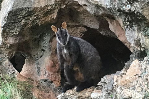 Inside The Greater Blue Mountains World Heritage - A Wildlife Safari Overnight - Surfers Gold Coast 1