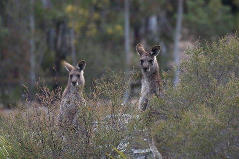 Inside The Greater Blue Mountains World Heritage - A Wildlife Safari Overnight - Surfers Gold Coast 2