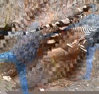 Mt Field National Park Active Day-Trip Including Bonorong and Mt Wellington - Surfers Gold Coast