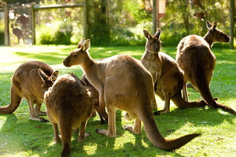 Yarra Valley Wine And Wildlife Self-Driving Tour - Surfers Gold Coast 4