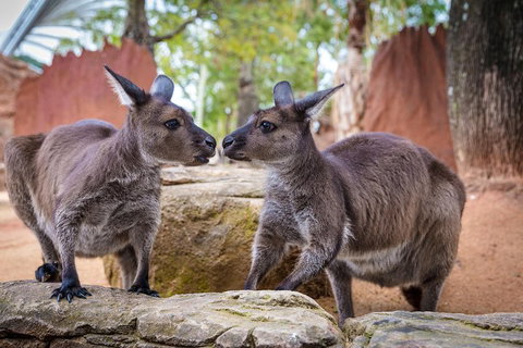 Australia Multi-City Attractions Pass - Surfers Gold Coast 4