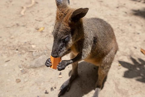 Chillagoe Caves And Outback Day Trip From Cairns - Surfers Gold Coast 5