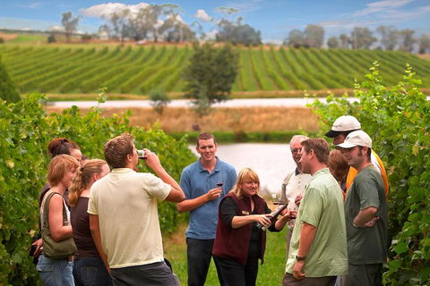 Yarra Valley Balloon Flight And Winery Tour - Surfers Gold Coast 4