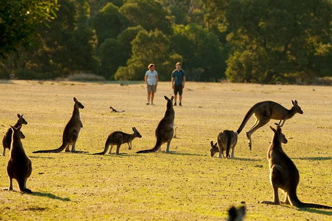 Grampians National Park Small-Group Eco Tour From Melbourne - Surfers Gold Coast 4