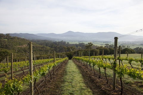 Yarra Valley 2-6 Guests Premium Food And Wine Inc Lunch At Dominique Portet - Surfers Gold Coast 1