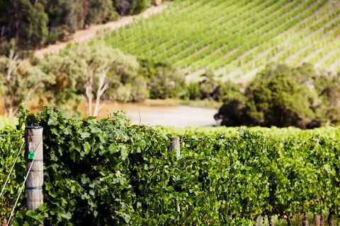 Yarra Valley Premium Tour Inc Lunch And Cheese, Chocolate Fondue At Rochford - Surfers Gold Coast 5