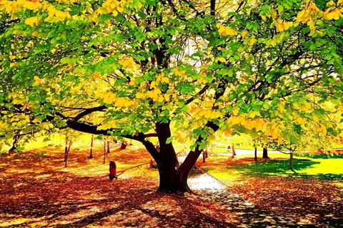 Hobart Half-Day Sightseeing Coach Tram Tour - Surfers Gold Coast 3