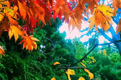 Hobart Half-Day Sightseeing Coach Tram Tour - Surfers Gold Coast 4