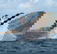 Byron Bay Whale Watching Cruise - Surfers Gold Coast