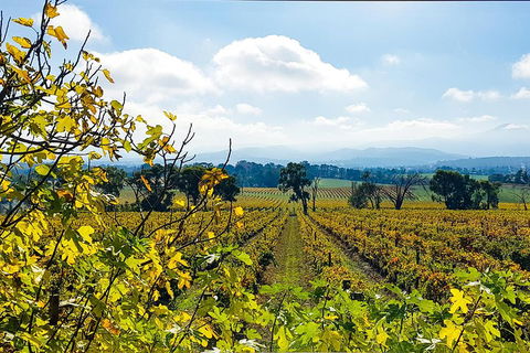 Yarra Valley Wine & Food Tour Departing From Melbourne - Surfers Gold Coast 4