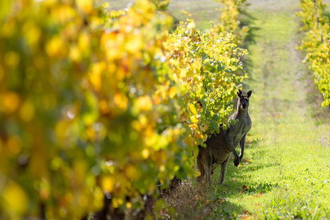 Margaret River 3 Day Escape - Surfers Gold Coast 4