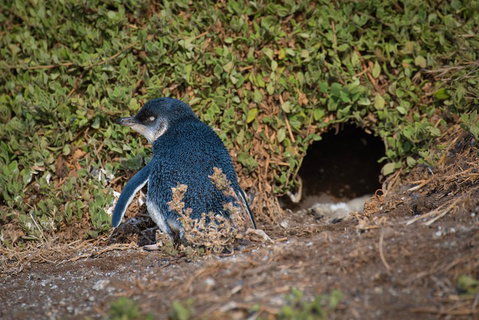 Small-Group Phillip Island Penguin Parade Day Tour From Melbourne - Surfers Gold Coast 1