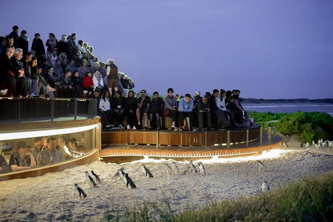 Small-Group Phillip Island Penguin Parade Day Tour From Melbourne - Surfers Gold Coast 3