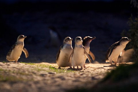 Small-Group Phillip Island Penguin Parade Day Tour From Melbourne - Surfers Gold Coast 5