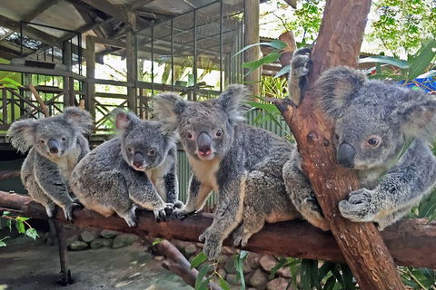 Kuranda Rainforestation & Kuranda Scenic Rail - Surfers Gold Coast 5