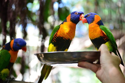 Wildlife Habitat Port Douglas - Surfers Gold Coast 0