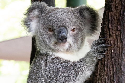 Wildlife Habitat Port Douglas - Surfers Gold Coast 1