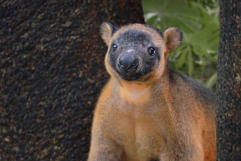 Wildlife Habitat Port Douglas - Surfers Gold Coast 5