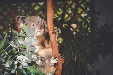 Small-Group Blue Mountains Day Trip From Sydney With Wildlife Park - Surfers Gold Coast 2