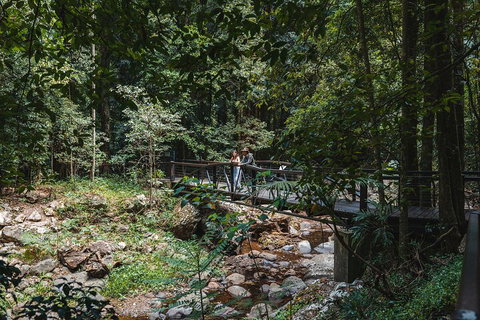 Springbrook AndTamborine Rainforest Tour Incl Natural Bridge And Glow Worm Cave - Surfers Gold Coast 3