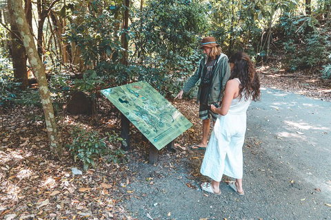 Springbrook AndTamborine Rainforest Tour Incl Natural Bridge And Glow Worm Cave - Surfers Gold Coast 5