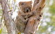 Wild Australian Wildlife 4WD Tour From Sydney - thumb 1