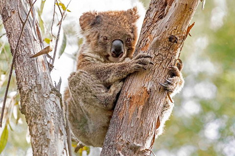 Wild Australian Wildlife 4WD Tour From Sydney - Surfers Gold Coast 1