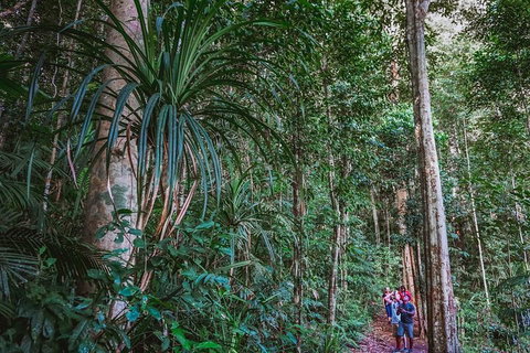 Atherton Tablelands Rain Forest By Night From Cairns - Surfers Gold Coast 0