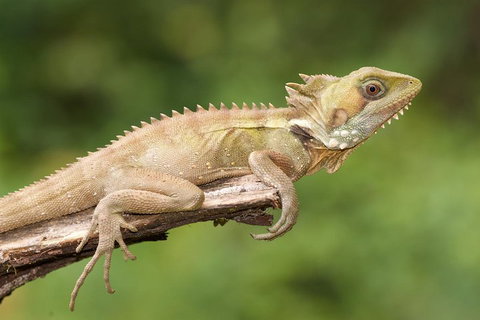 Atherton Tablelands Rain Forest By Night From Cairns - Surfers Gold Coast 1