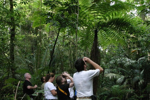 Atherton Tablelands Rain Forest By Night From Cairns - Surfers Gold Coast 3