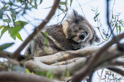 Great Ocean Road And Grampians 2 Day Short Break Escape From Melbourne - Surfers Gold Coast 2