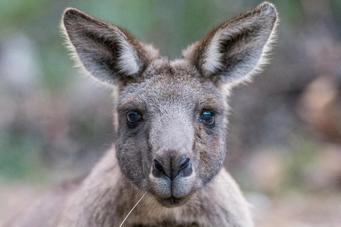 Great Ocean Road And Grampians 2 Day Short Break Escape From Melbourne - Surfers Gold Coast 4