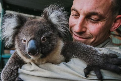 Kangaroos & Koala Encounter Experience (Half Day Private Tour) - Surfers Gold Coast 0