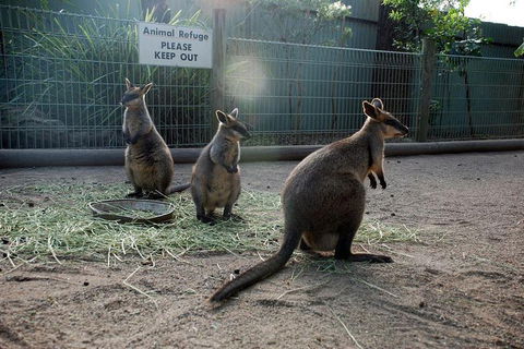 Kangaroos & Koala Encounter Experience (Half Day Private Tour) - Surfers Gold Coast 2