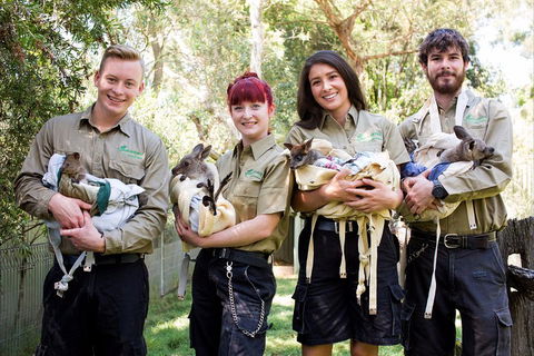 Kangaroos & Koala Encounter Experience (Half Day Private Tour) - Surfers Gold Coast 3