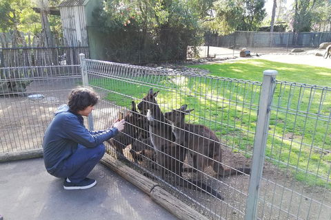 Kangaroos & Koala Encounter Experience (Half Day Private Tour) - Surfers Gold Coast 4