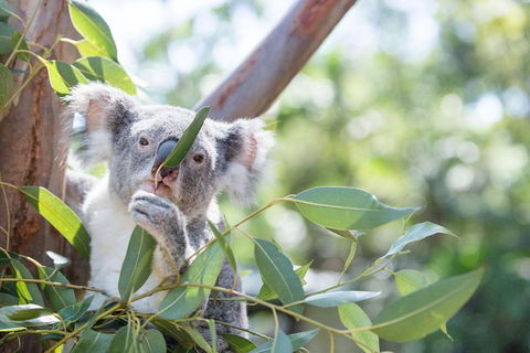 Kangaroos & Koala Encounter Experience (Half Day Private Tour) - Surfers Gold Coast 5