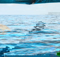 Cruise with Dolphins in Byron Bay - Surfers Gold Coast