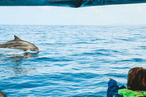Cruise With Dolphins In Byron Bay - Surfers Gold Coast 0