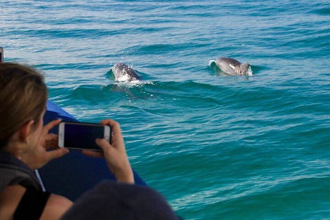 Cruise With Dolphins In Byron Bay - Surfers Gold Coast 1